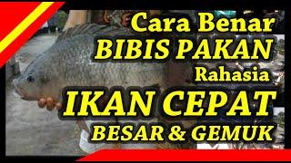 Pembibisan Pakan Ikan Nila  Agar Ikan Lebih Cepat Besar dan Cepat Panen