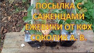 ПОСЫЛКА с саженцами ЕЖЕВИКИ от ЯГОДЫ БЕЛОГОРЬЯ КФХ СОКОЛИК А. В. Где купить саженцы ежевики.