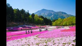 お花見散歩