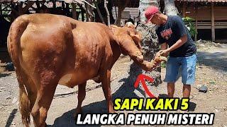 SAPI BETINA PALING LANGKA BERKAKI 5TOLAK BANYAK TAWARAN