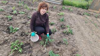 Не зробіть помилок при висаджуванні Томатів у відкритий грунт.