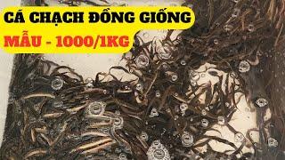 Cá Chạch Đồng Giống Mới Nhất - 2024  – Trại Giống Đông Sơn