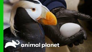 Puffin Couples Prepare Their Nests For Breeding Season | The Aquarium