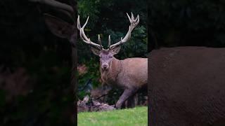 Deer  #animal #animals #animaldocumentary #documentary #wildanimals #deer