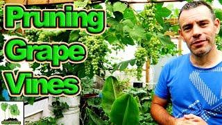 Pruning And Thinning The Grape Vines