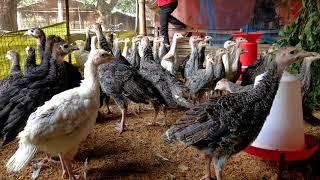 TURKEY FARM MANAGEMENT