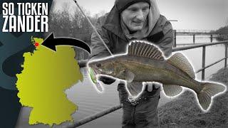 Zander fishing in northern Germany! This is how zander tick!