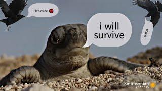 I WILL SURVIVE turtle edit video 