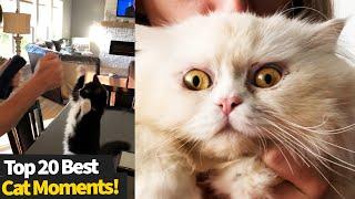 Top 20 Best Viral Cat Videos 2021 | This Is Why I Love Cats #3