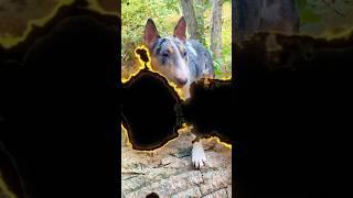 learn to stay cool  #comedy #dog #viralvideo #bullterrier