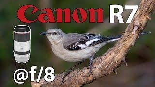Canon R7 f/8 Bird Photography with RF 100-500mm Zoom lens!
