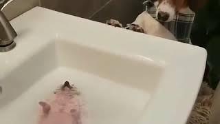 Hedgehog taking a bath