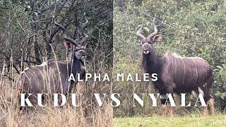 The difference between Male Kudu & Male Nyala