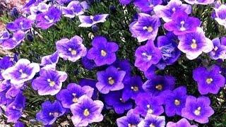 Have time to sow these flowers. Easy to care for, blooms for a very long time!