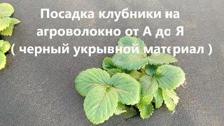 Посадка клубники на агроволокно от А до Я ( черный укрывной материал). Преимущества такого метода.