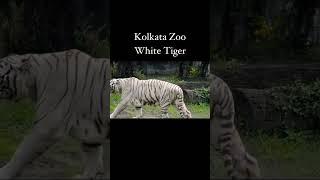 Kolkata Zoo #zoo #animals #animallover #kolkatazoo #travel #travelvlog #traveling