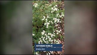 Anthemis nobilis. English