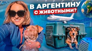 Как прилететь в Аргентину с питомцем?