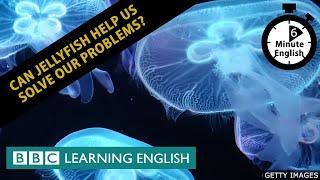 Can jellyfish help us solve our problems? 6 Minute English