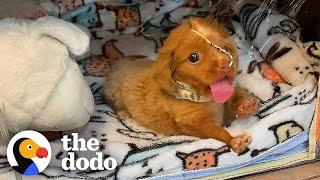 'Bubble Puppy' Decides She's Ready To Live In The World | The Dodo Comeback Kids