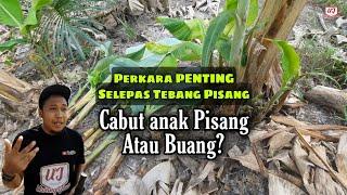 Perkara PALING PENTING selepas Pisang Ditebang | WAJIB AMBIL TAHU