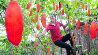 Harvesting red Japanese Luffa, Pork stuffed with delicious Japanese Luffa Go to market to sell