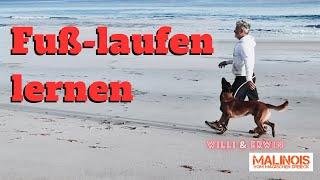 Fuß-laufen lernen : Aufbau des korrekten Fuß-Laufens im Hundesport