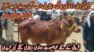 2 Teeth Cows Latest Prices For Qurbani 2024 || Gondal Maweshi Mandi By My Life Channel