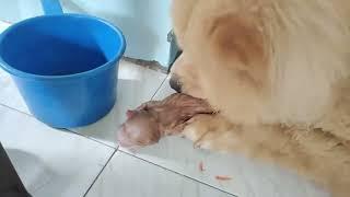 Chow Chow dog giving birth (Panganganak ng Aso na Chow Chow)