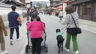 伊勢神宮 おかげ横丁 みーくんと散歩 ラブラドールレトリバー