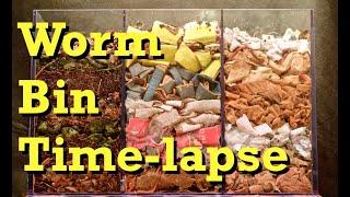 3-chamber Carbon-only WORM BIN 100-Day TIME-LAPSE - FAST - vermicomposting