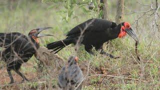 Southern Ground Hornbills playing with stick