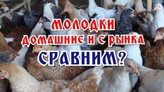 Как на рынках приписывают возраст курам молодкам: сравниваю с домашними.