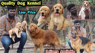 Quality Dog breeds | low price dogs | labrador, golden retriever, giveaway winner, big dog kennel