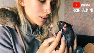 24 часа с крысами 