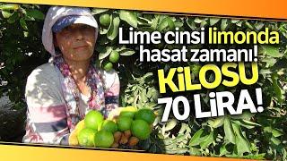 Lime Cinsi Limonun Hasadı Yapıldı: Kilosu 50 Lira