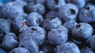 The Role of Bilberry Extract in Eye Health and Vision Support