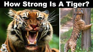 Why Are Tigers So Strong?
