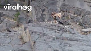 Guy Gets Too Close to Bighorn Sheep || ViralHog