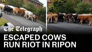 Escaped cows run through North Yorkshire town