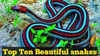 Ten Beautiful snakes of world | wildlife documentary