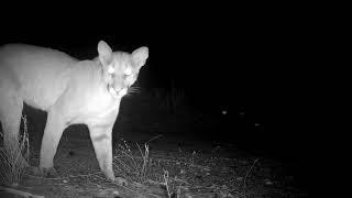 Mama mountain lion with 2 kittens