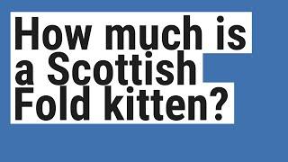 How much is a Scottish Fold kitten?