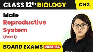 Class 12 Biology Ch 3 | Male Reproductive System (Part 1) - Human Reproduction CBSE/NEET 2022-23