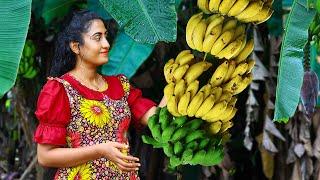 Banana  harvest for creamy desserts, sweets, chips & black curry for rice packets!