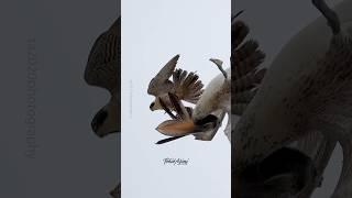 Peregrine Falcon attacking a Pelican in slow motion and super slow motion. #falcons #peregrinefalcon