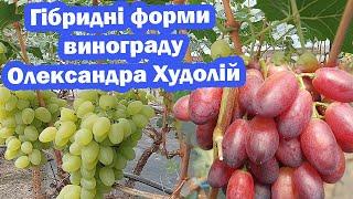 Нові гібридні форми винограду Олександра Худолій.