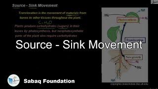 Source - Sink Movement, Biology Lecture | Sabaq.pk