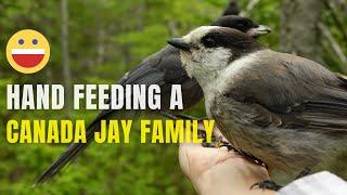 Baby Gray Jay Shenanigans | Hand Feeding Birds