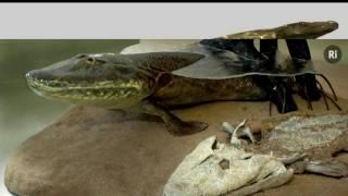 Tribute to Tiktaalik